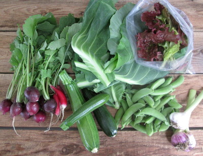 Radishes, Courgettes, Spring Greens, Salad Leaves, Garlic, Sugar Snap Peas