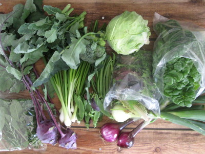 Herbs, Kohlrabi, Spring Onions, Broccoli, French Beans, Green Cabbage, Spinach, Onions, Salad Leaves, Mange Tout