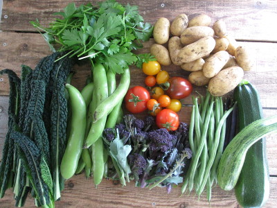 Cavolo Nero, Coriander, Charlotte Potatoes, Courgettes, French Beans, Tomatoes, Sprouting Broccoli, Broad Beans